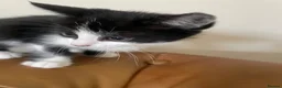 Mixed Breed cats for sale: Beautiful Maine Coon Mix Kittens  - Advert 5