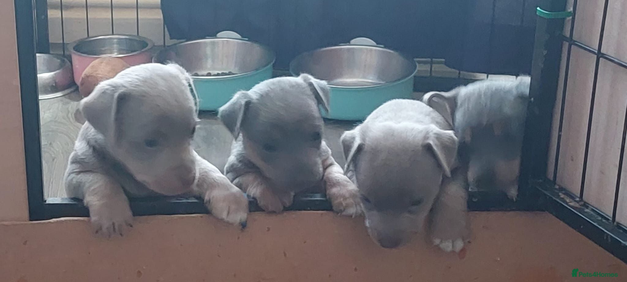 Jack Russell dogs Lilac/ Blue and tan  Jack Russell puppies - Advert 4