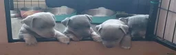 Jack Russell dogs for sale: Lilac/ Blue and Tan  Jack Russell puppies - Advert 16