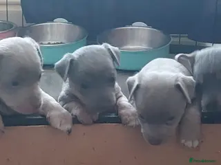Jack Russell dogs Lilac/ Blue and tan Jack Russell puppies - Advert 4