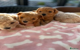 Maltipoo dogs for sale: We have six beautiful Malti-Poo’s - Image 3