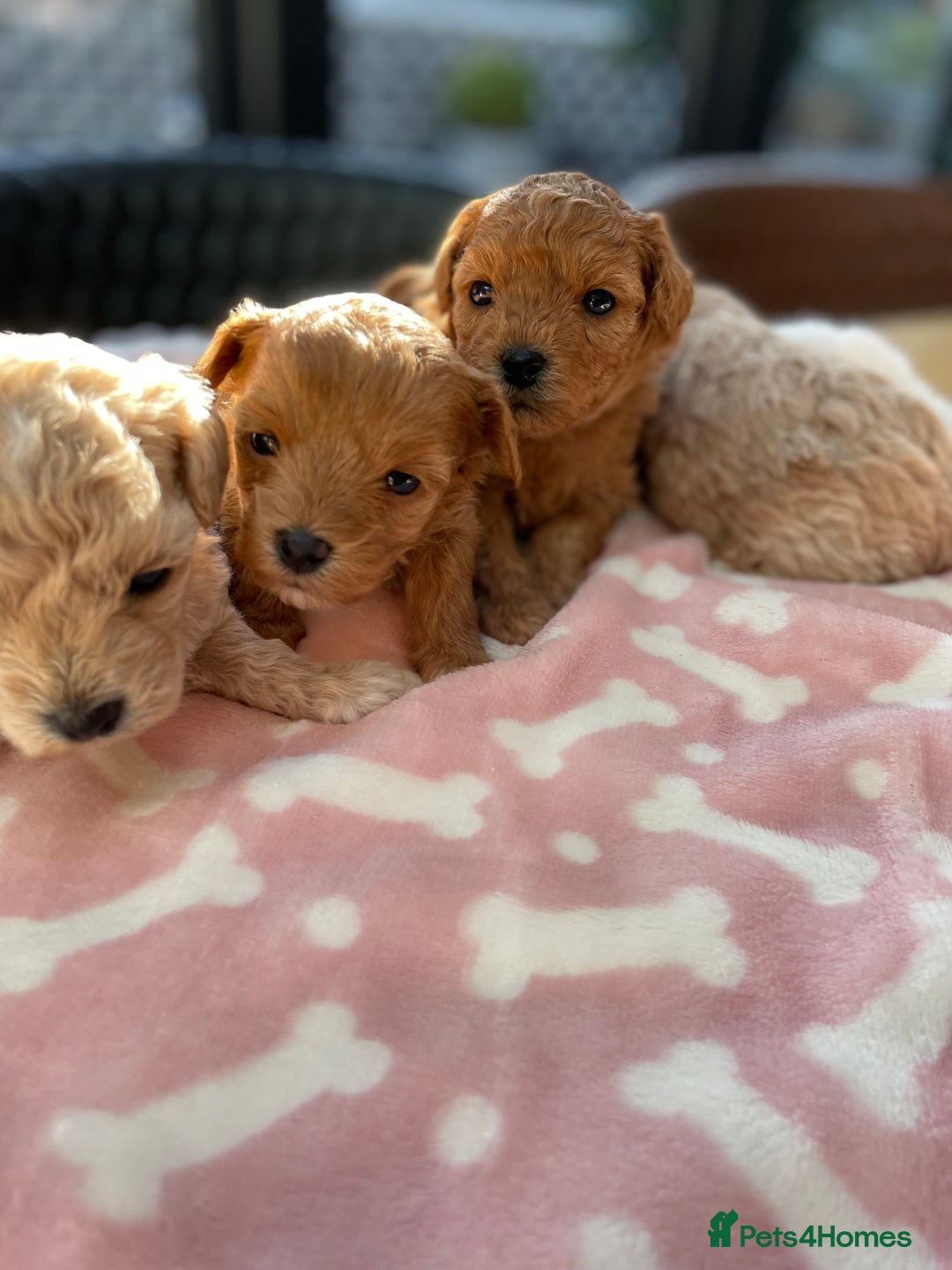 Maltipoo dogs for sale: We have six beautiful Malti-Poo’s - Image 3