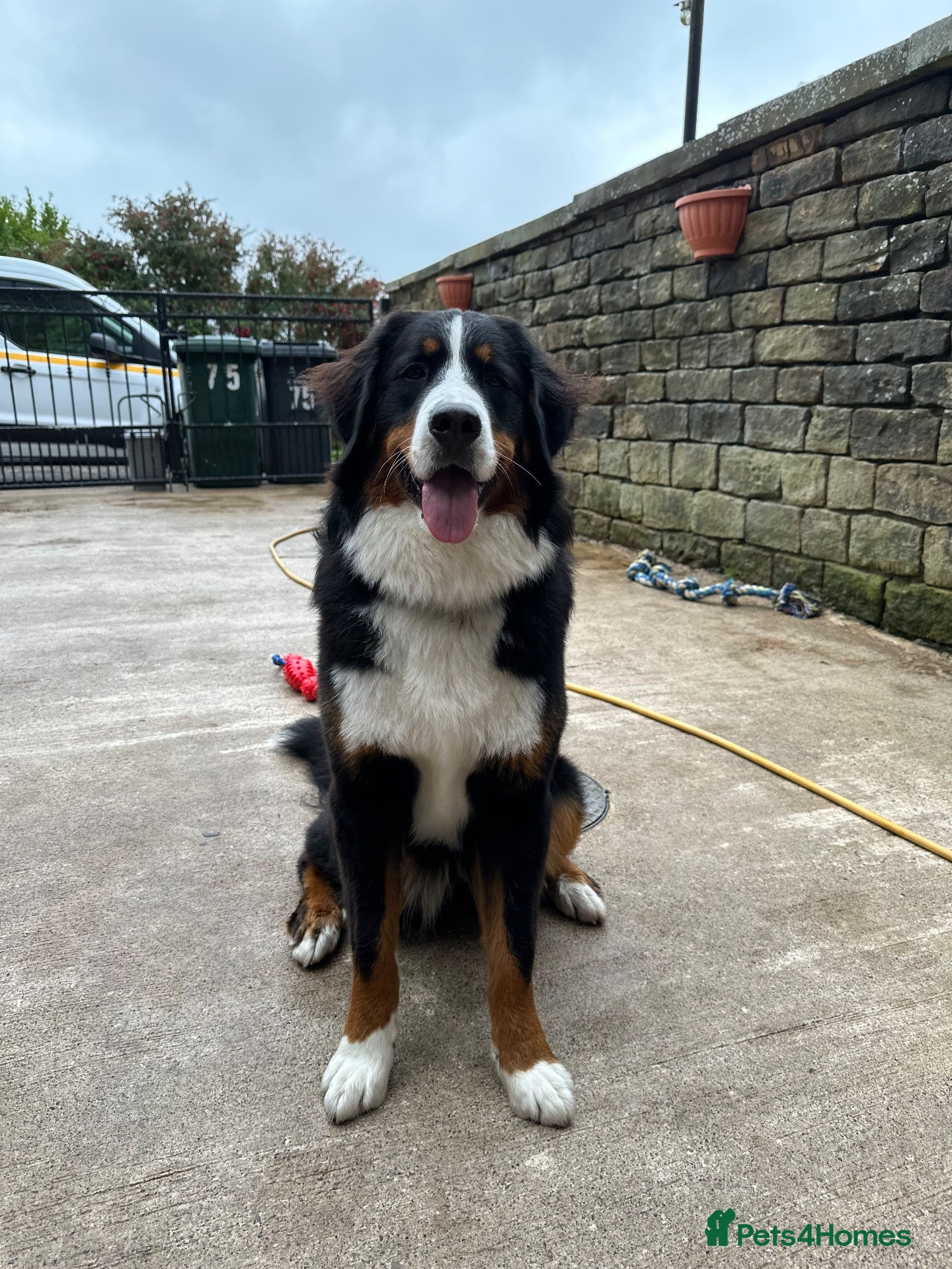 Bernese Mountain Dog dogs Kiara 11 month old Bernese Mountain dog - Advert 12