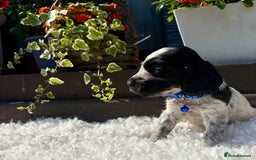 Cocker Spaniel dogs for sale: show type cocker spaniels puppies * ready now  - Image 26