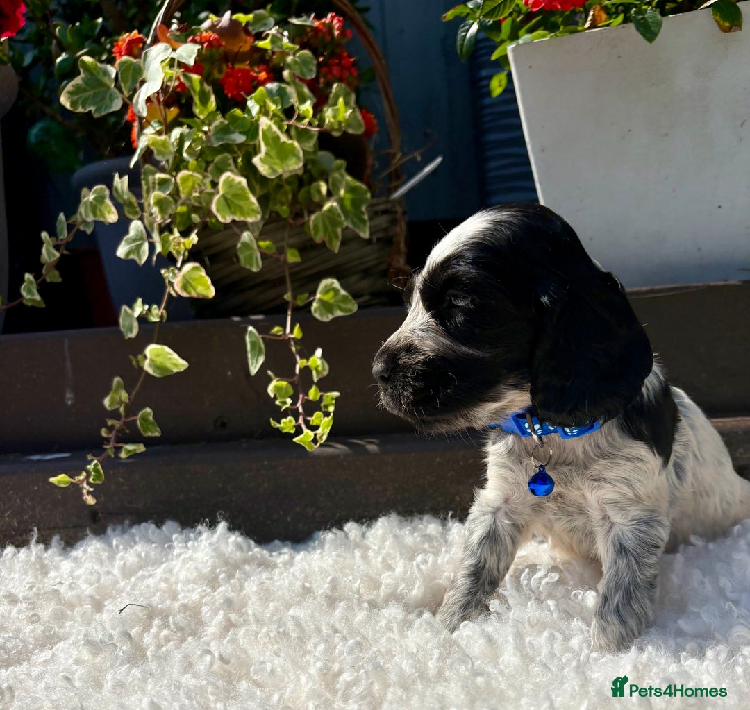 Cocker Spaniel dogs for sale: show type cocker spaniels puppies * ready now  - Image 26
