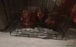 Miniature Dachshund dogs for sale: Miniature Dachshunds  in Diss - Image 17
