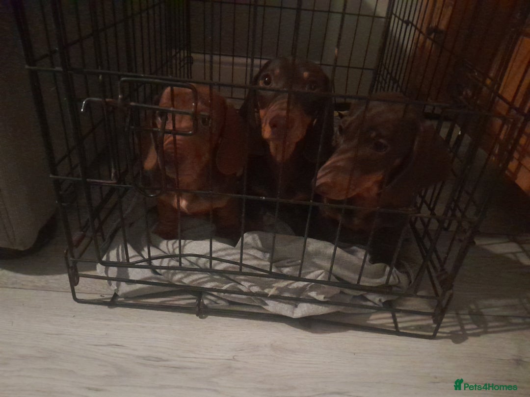 Miniature Dachshund dogs for sale: Miniature Dachshunds  in Diss - Image 17