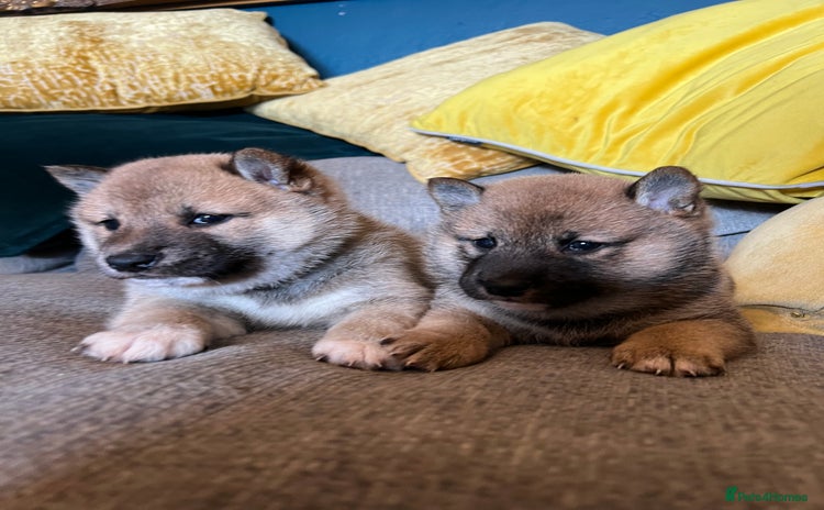 Japanese Shiba Inu dogs - Advert 1