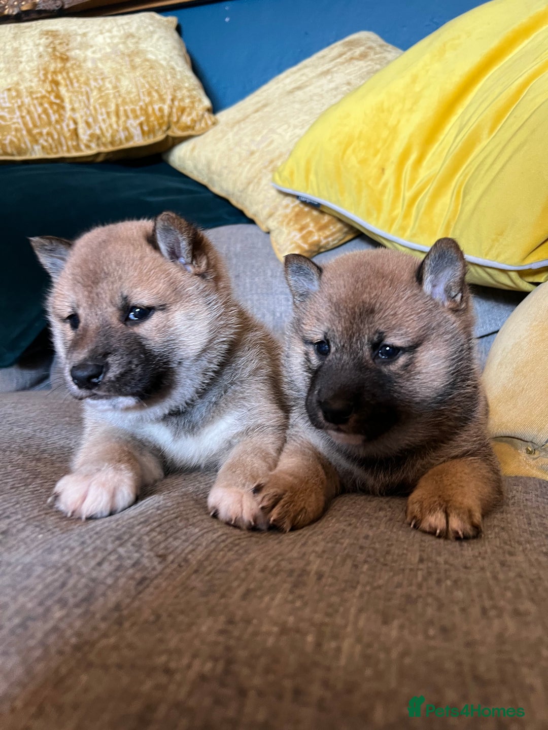 Japanese Shiba Inu dogs for sale: K.C reg Japanese Shiba Inu Puppies - Image 1