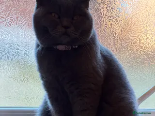 British Shorthair cats British short hair cat - Advert 2