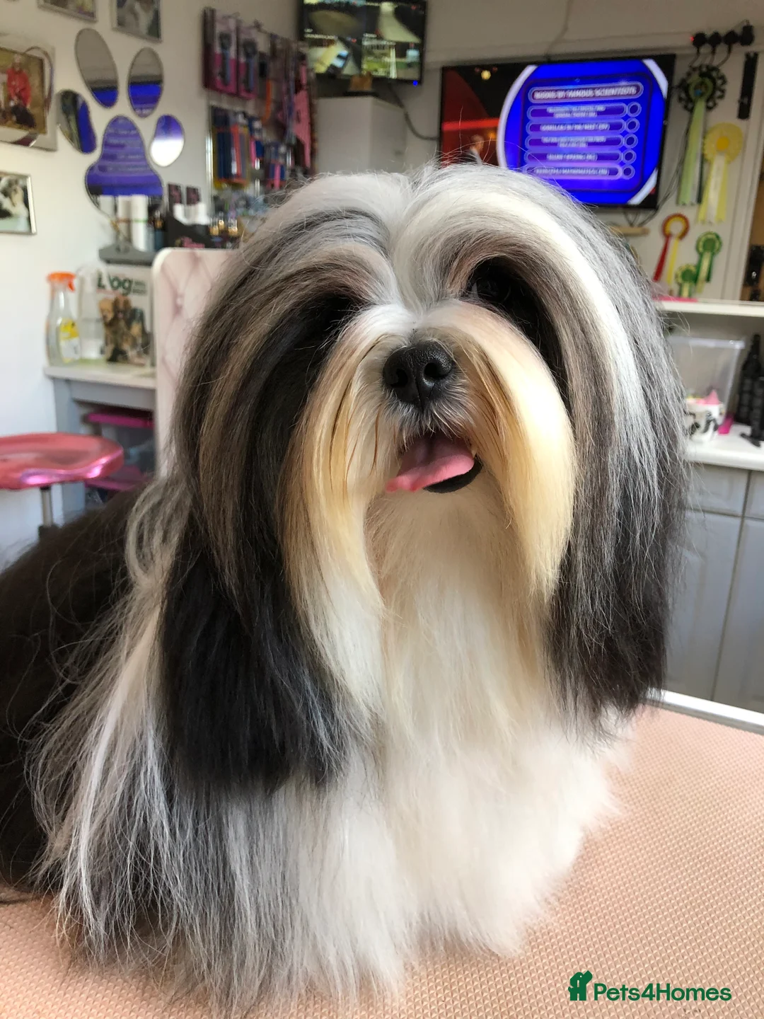 Lhasa Apso dogs for stud: Lhasa apso stud in Warwick - Advert 2