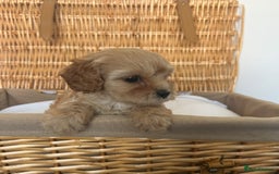 Cavapoo dogs for sale: Stunning, F1 Cavapoo fully health tested parents  - Image 15
