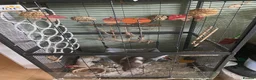 Rat rodents for sale: 2 boy rats with tiered cage in Loughton - Advert 7