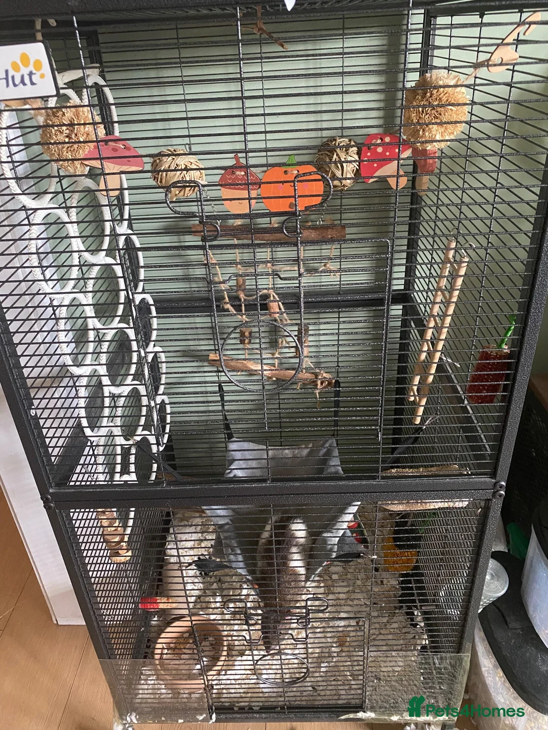 Rat rodents for sale: 2 boy rats with tiered cage in Loughton - Advert 7