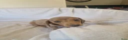 Miniature Dachshund dogs for sale: Beautiful miniature daschunds  - Advert 35