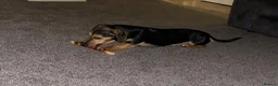 Jackshund dogs for sale: Dachshund x Jack Russell - Advert 2
