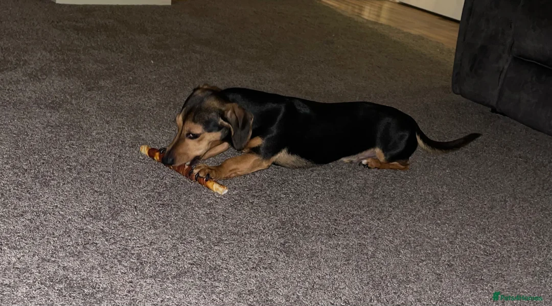 Jackshund dogs for sale: Dachshund x Jack Russell - Advert 2