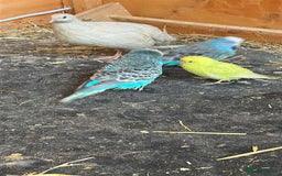 Budgerigars birds for sale: Mix of budgies - Image 2