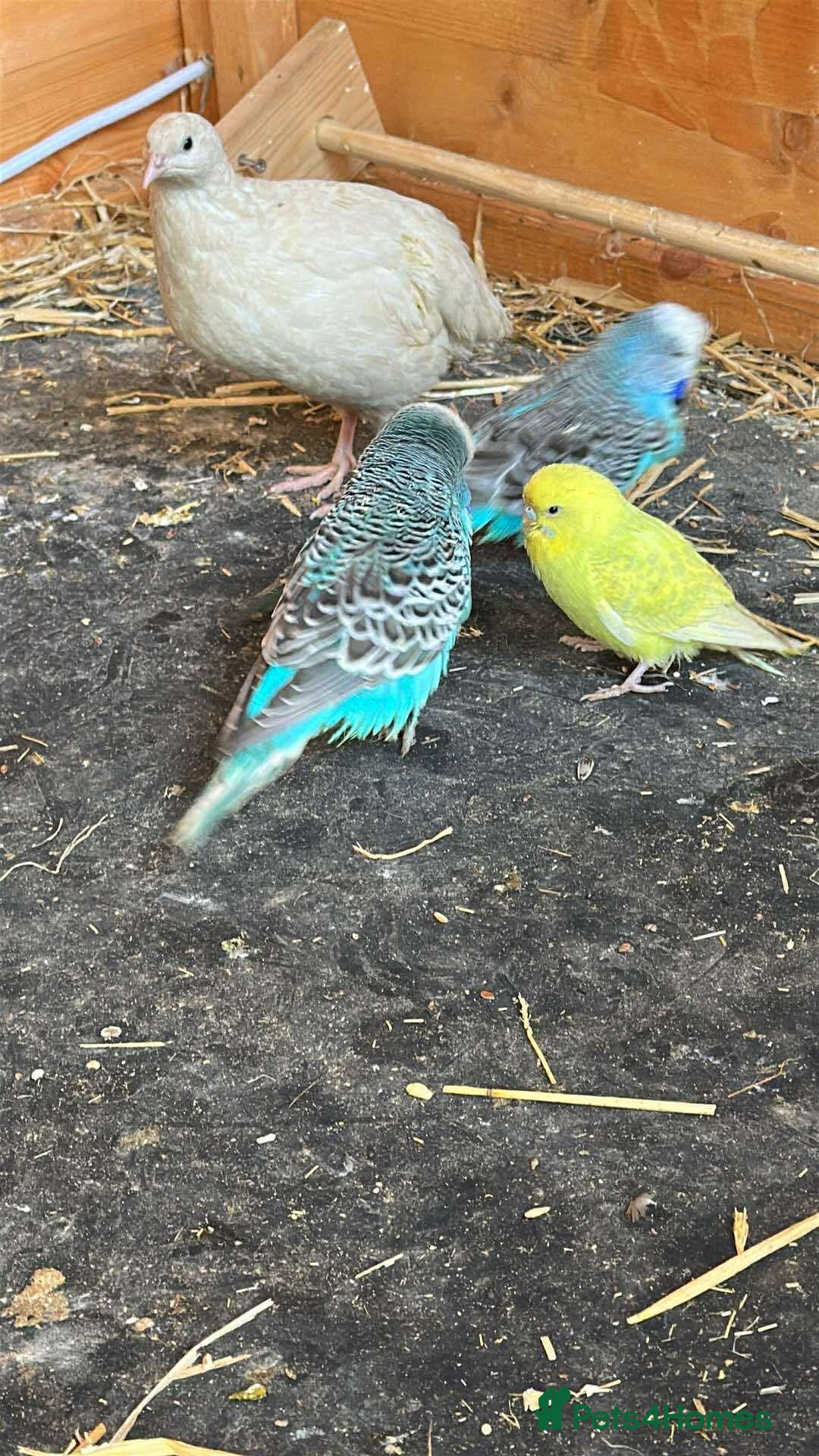 Budgerigars birds for sale: Mix of budgies - Image 2
