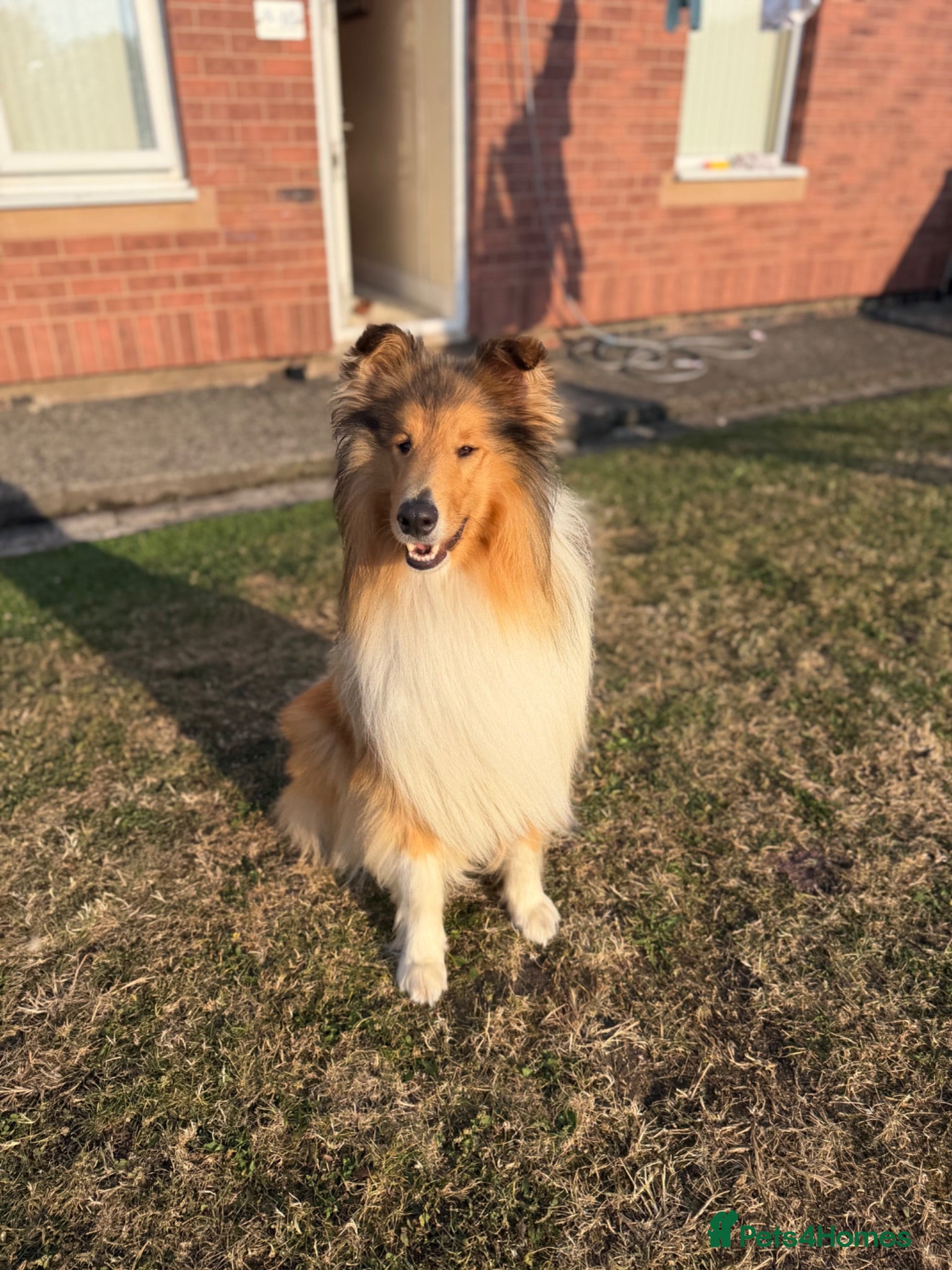 Rough Collie dogs Rough collie for stud  - Advert 4