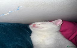 British Shorthair cats for sale: 8x beautiful British short haired kittens  - Image 12
