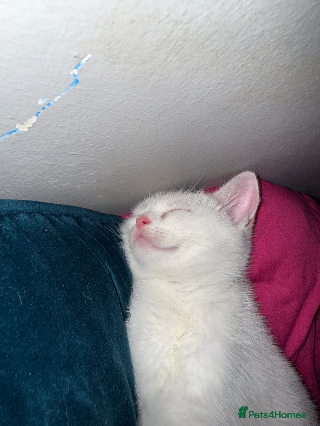British Shorthair cats for sale: 8x beautiful British short haired kittens  - Image 12