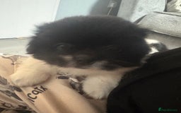 Mixed Breed dogs for sale: 2 Shihtzu cross Pomerania puppies  - Advert 16