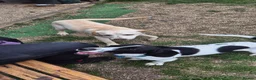 Mixed Breed dogs for sale: 3 year old beagle x spaniel in Swindon - Advert 5