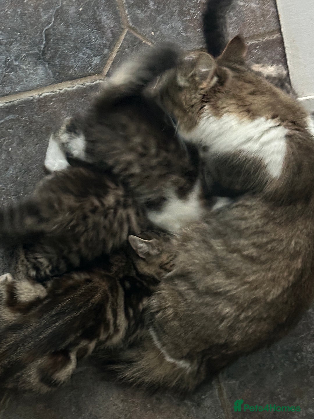 British Longhair cats for sale: Gorgeous Long Hair Tabby's - Ready 25/10/25 - Image 14