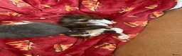 British Longhair cats for sale: Extremely fluffy kittens  - Advert 9