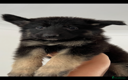 German Shepherd dogs for sale: KC Reg German Shepherd Puppies - Stunning colours  - Image 1
