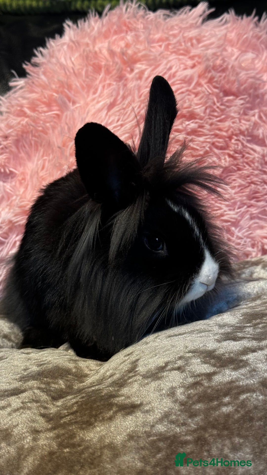 Mixed Breed rabbits for sale: Netherland dwarf and lionhead mixed bunnies - Image 15