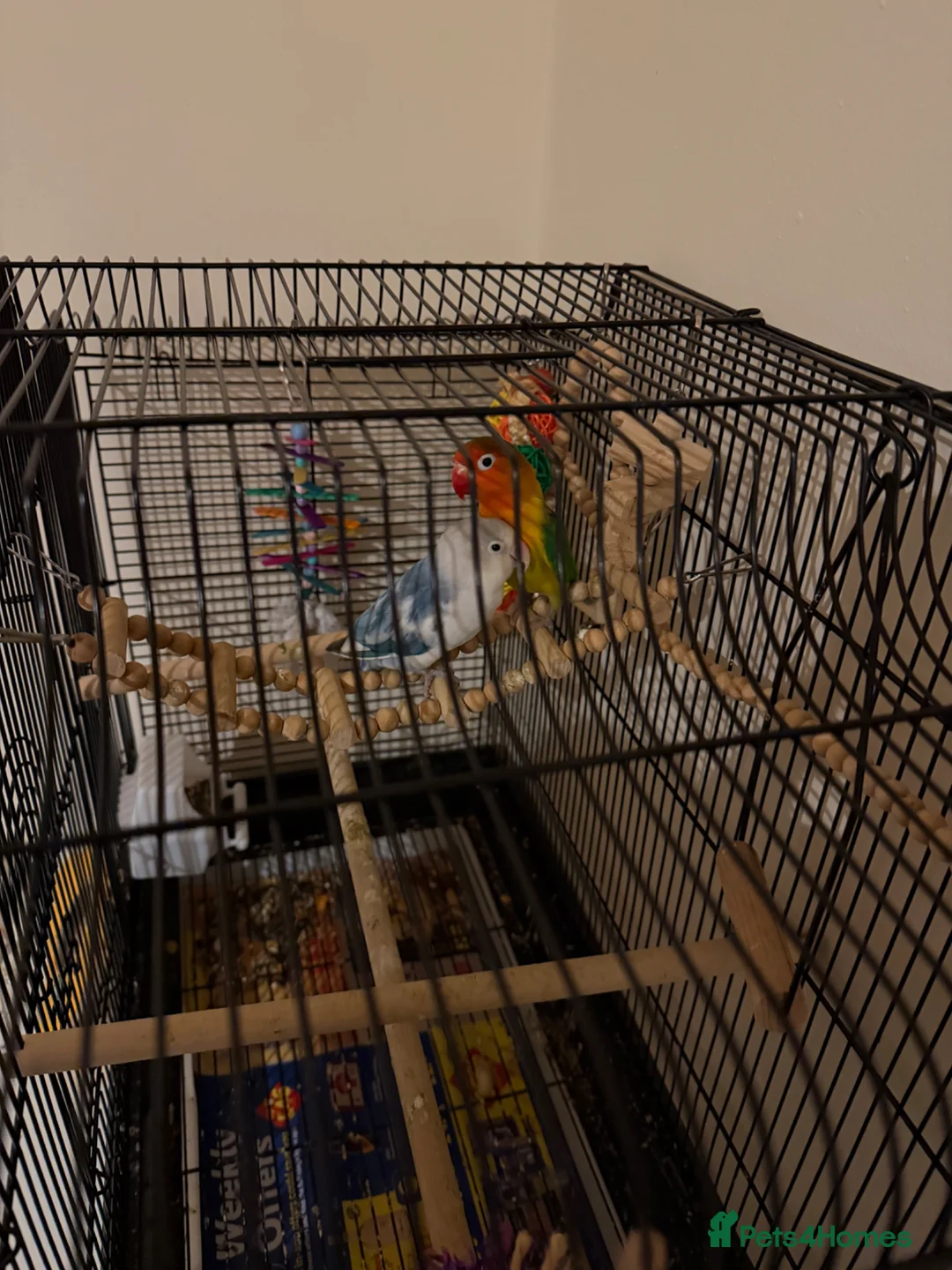 Lovebirds birds for sale: Lovebirds Paired. Young. Cage and toys included in Manchester - Advert 1