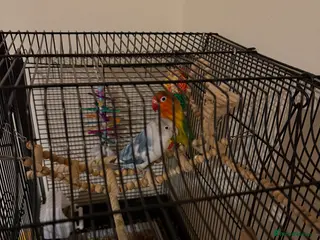 Lovebirds birds Lovebirds Paired. Young. Cage and toys included - Advert 8