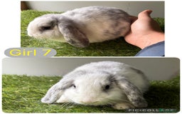 Mini Lop rabbits for sale: Stunning mini lop babies  - Image 11