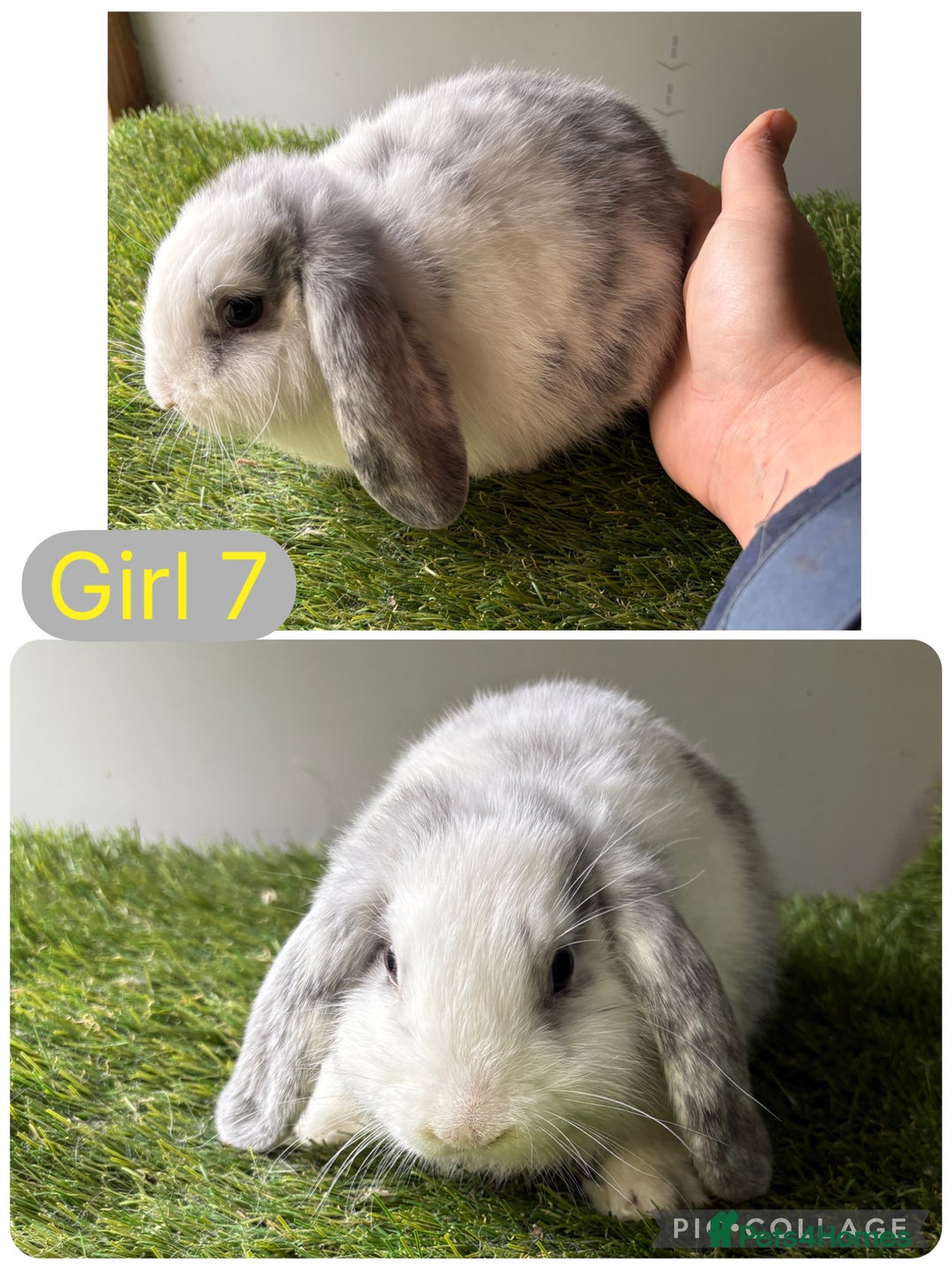 Mini Lop rabbits for sale: Stunning mini lop babies  - Image 11
