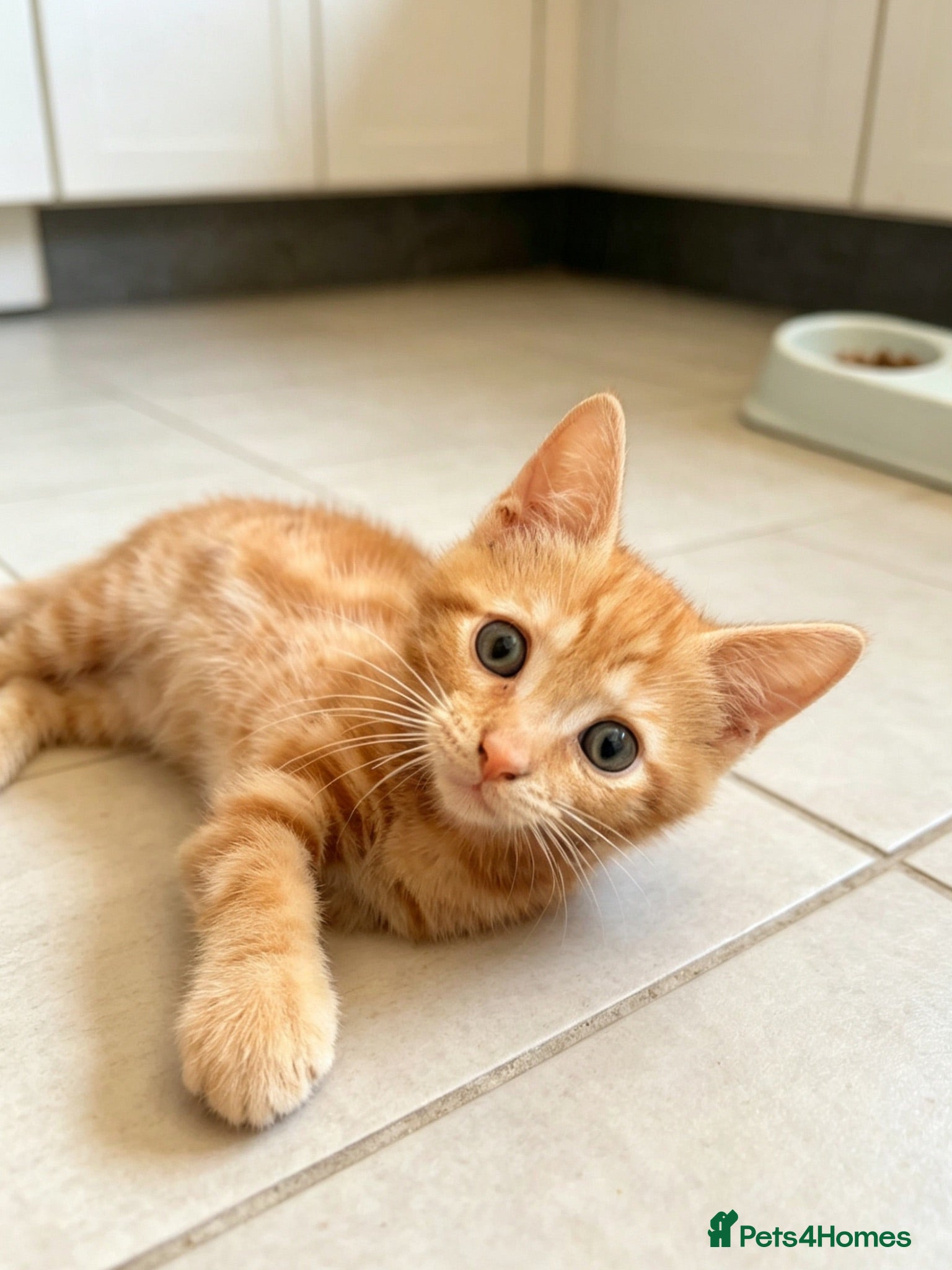 Mixed Breed cats Bengal/Maine Coon mix • stunning & affectionate  - Advert 2