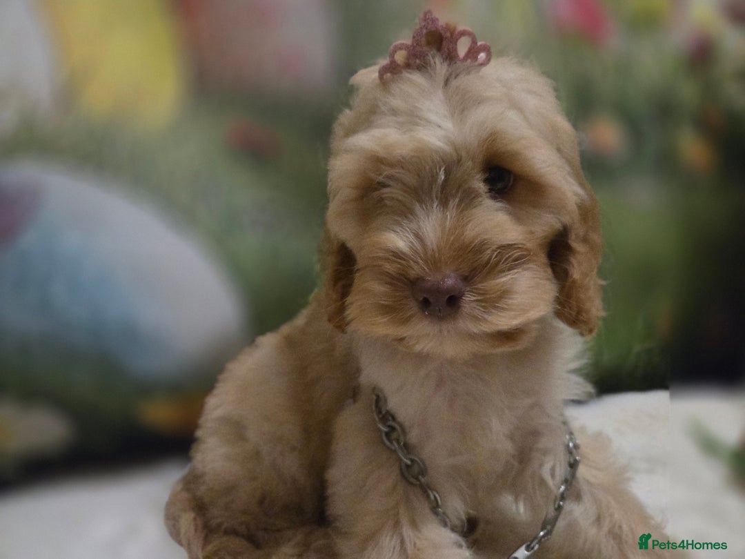 Cockapoo dogs for sale: Fully vaccinated and Extensively health tested.  in Wisbech - Image 14