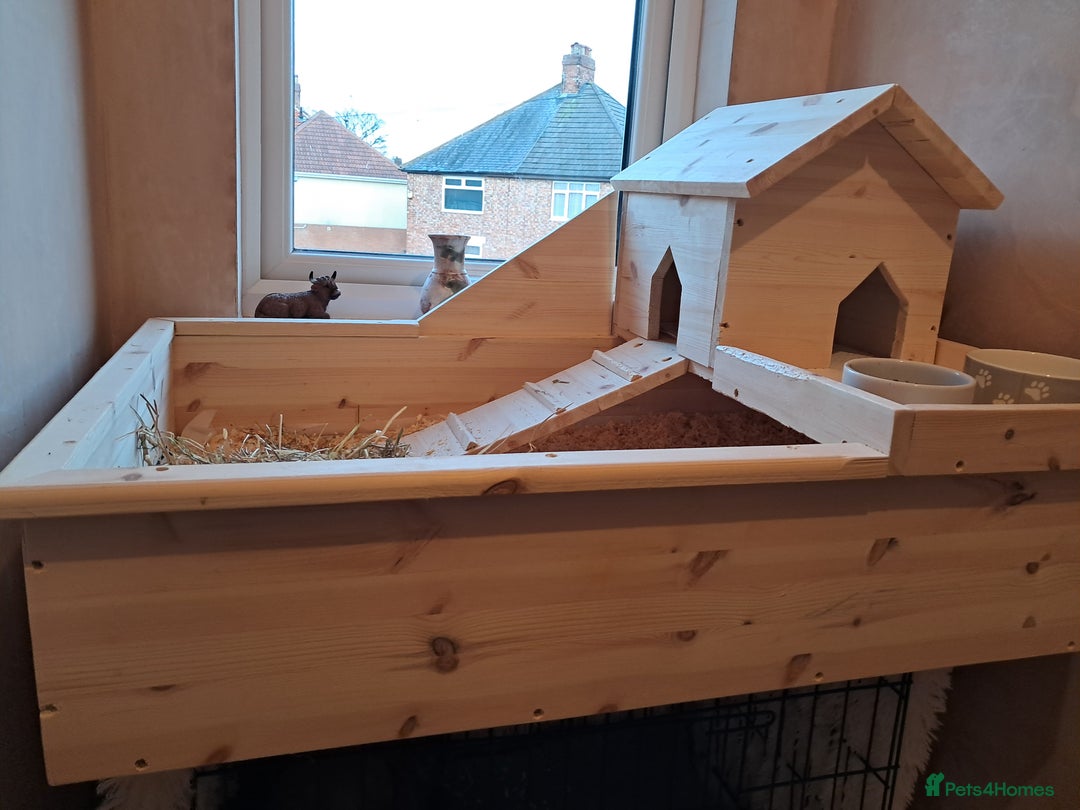 Guinea Pig rodents for sale: Two females and full set up - Advert 10