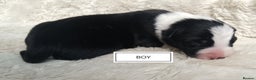 Border Collie dogs for sale: Border collie puppies B/W  - Advert 1