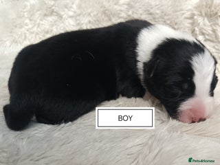 Border Collie dogs - Advert 12