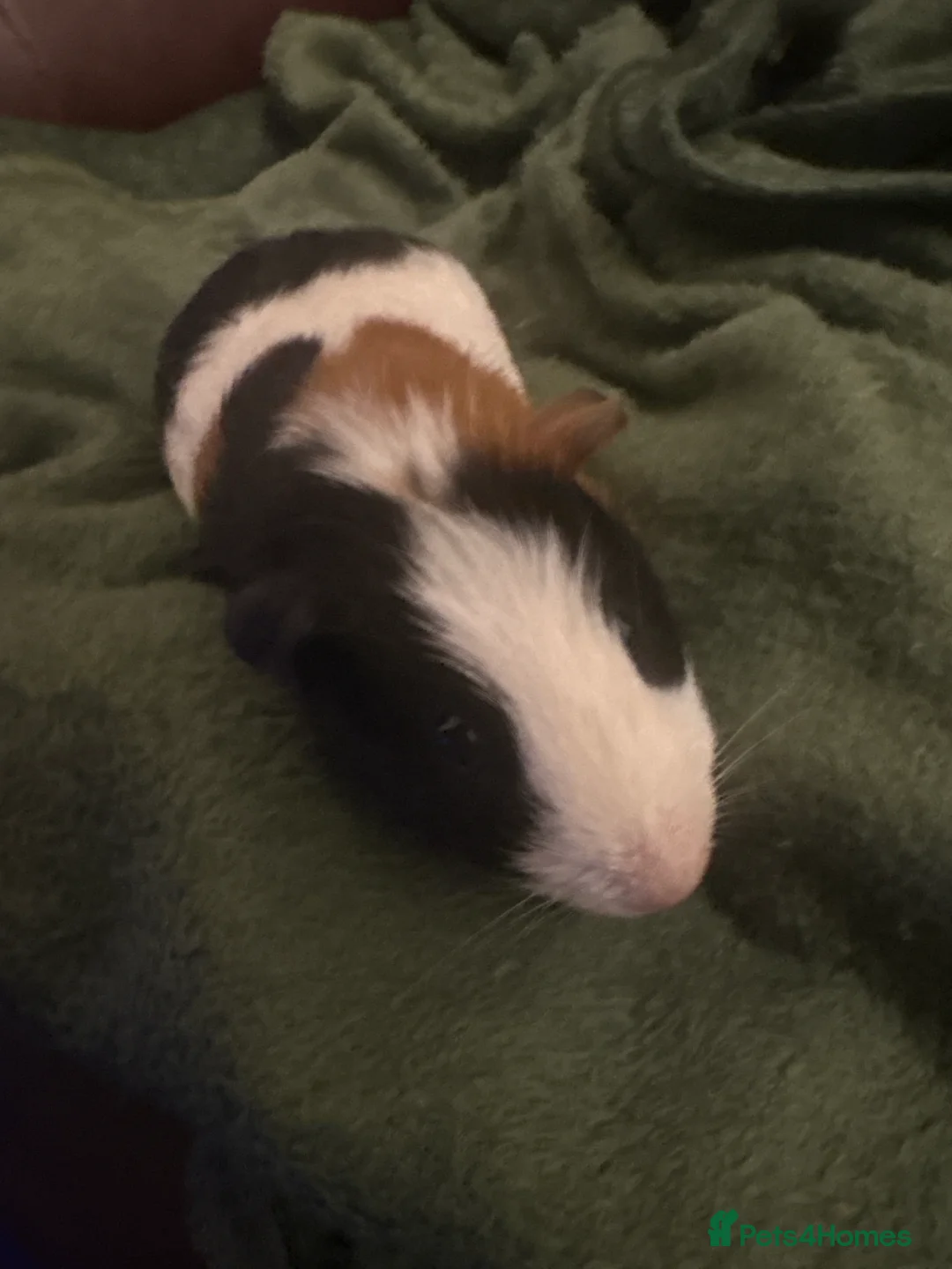 Guinea Pig rodents for sale:  bear - Advert 3