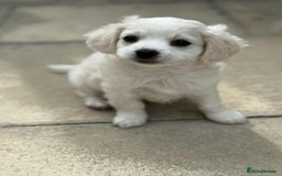 Bichon Frise dogs for sale: Bishon frise  - Image 4