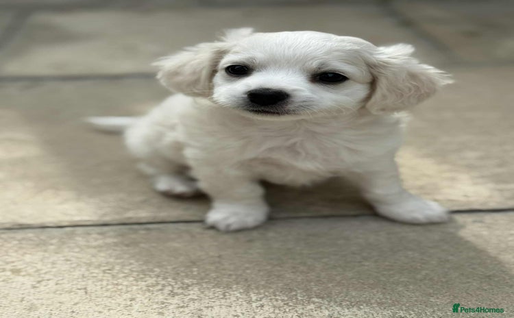 Bichon Frise dogs - Advert 2