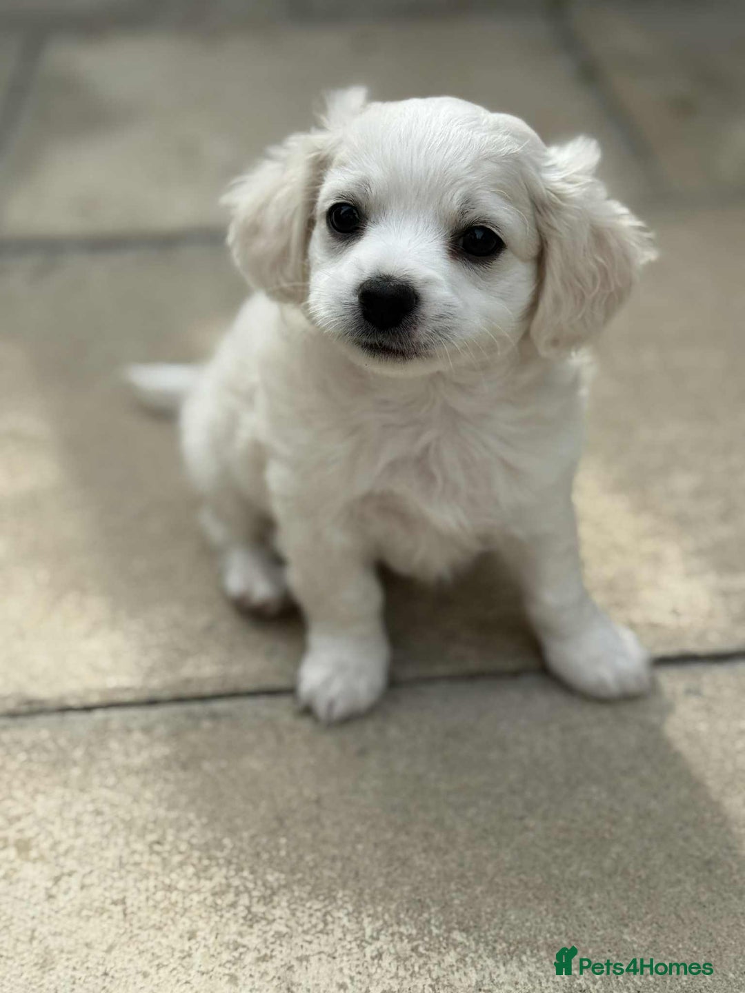 Bichon Frise dogs for sale: Bishon frise  - Image 4