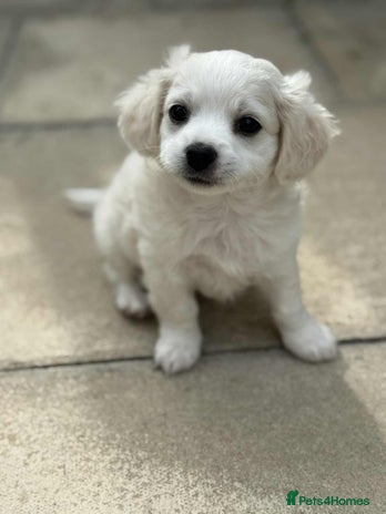 Bichon Frise dogs - Advert 1