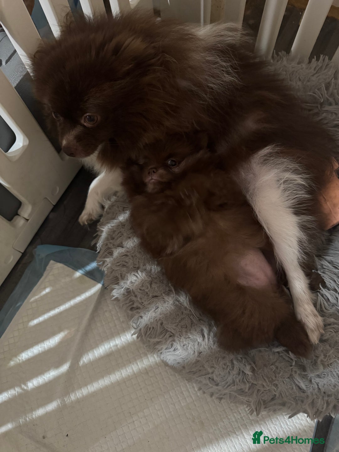Pomeranian dogs for sale: Teddy bear amazing puppy 🥰 - Image 15