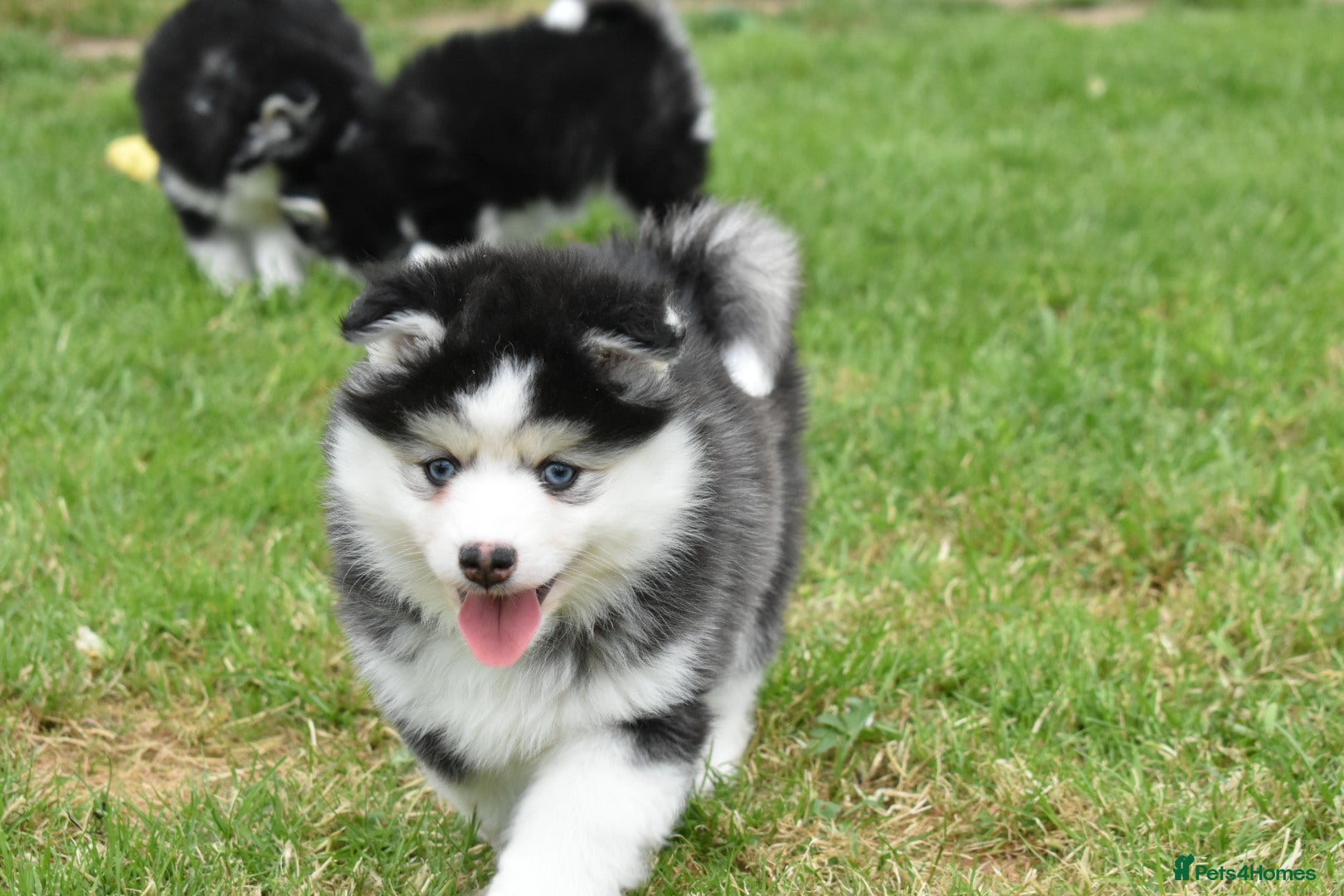 Pomsky dogs F4 Genuine Pomskies from health tested parents - Advert 2