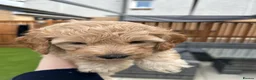 Australian Labradoodle dogs for sale: Australian labradoodle  - Advert 5