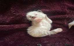 Mixed Breed cats for sale: Ragdoll x Maine coon kittens - Image 10